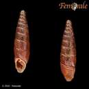 صورة Clausilia rugosa (Draparnaud 1801)