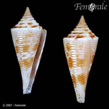 Image of Conasprella Thiele 1929