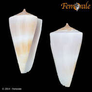 Image of cone snails