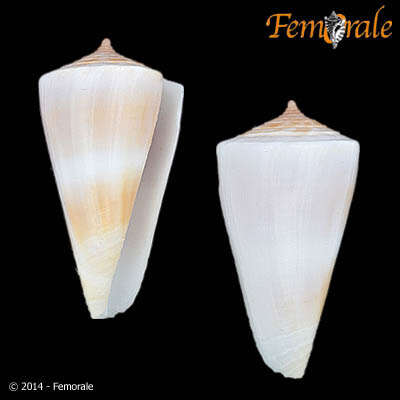 Image of cone snails