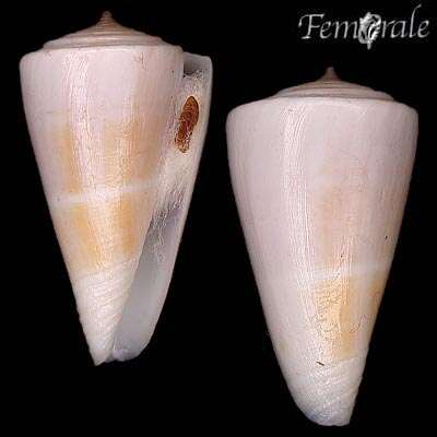 Image of cone snails