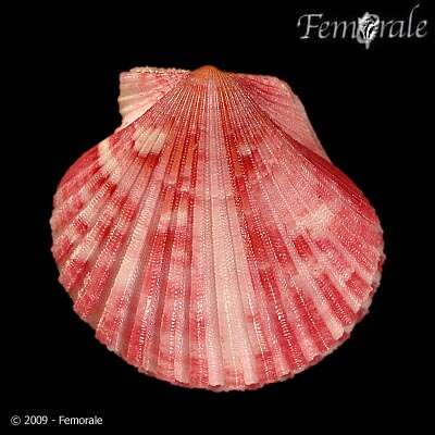 Image of Aequipecten commutatus (Monterosato 1875)