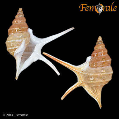 Image of pelican's foot shells