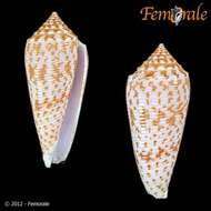 صورة Conus Linnaeus 1758