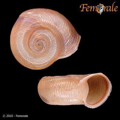 Image of ramshorn snails