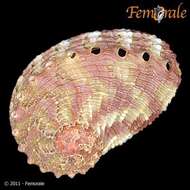 Image of Haliotoidea Rafinesque 1815