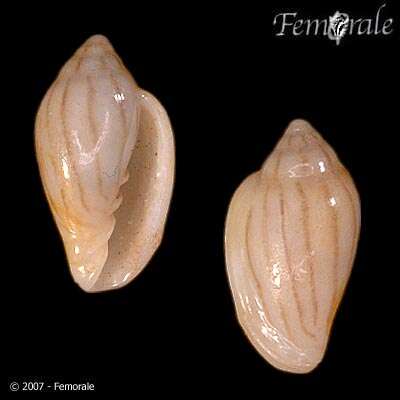 Image of Marginella Lamarck 1799