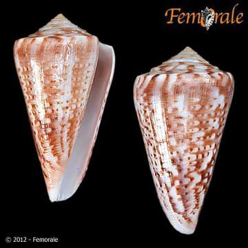 صورة Conus lemniscatus Reeve 1849