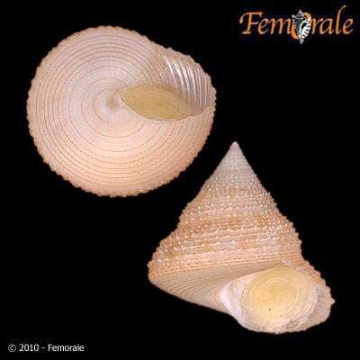 صورة Calliostoma orion Dall 1889