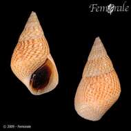 Image of Mangrove periwinkles