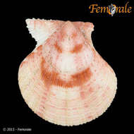 Image of Cryptopecten Dall, Bartsch & Rehder 1938