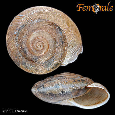 Image of Canariellidae