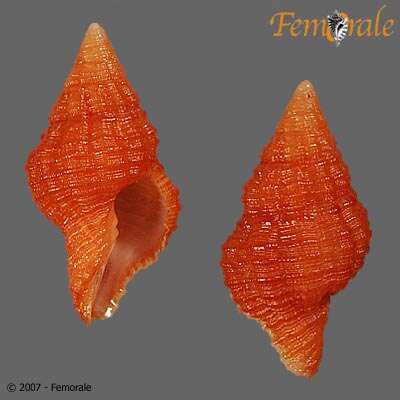 Image de Hemipolygona Rovereto 1899