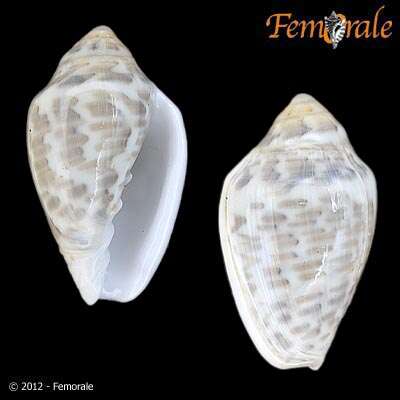 Image of Marginella Lamarck 1799