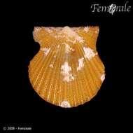 Image of <i>Aequipecten</i> cf. <i>acanthodes</i> (Dall 1925)