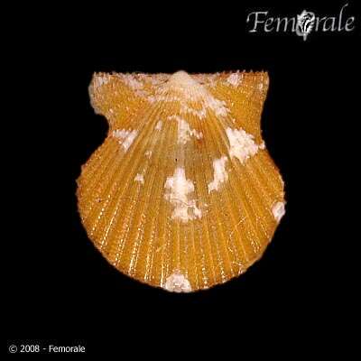 Image of <i>Aequipecten</i> cf. <i>acanthodes</i> (Dall 1925)