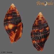 Image de Turbinelloidea Rafinesque 1815