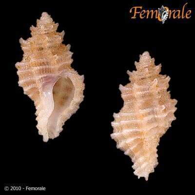 Image of Murex Snails