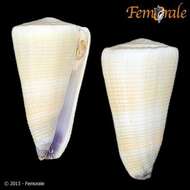 Image of cone snails