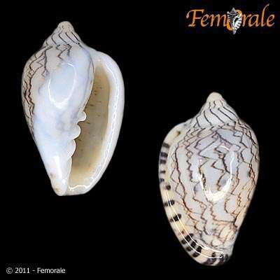 Image of Marginella Lamarck 1799