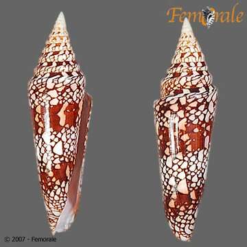 Image of cone snails