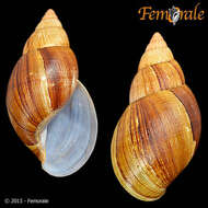 Image of Achatina balteata Reeve 1849