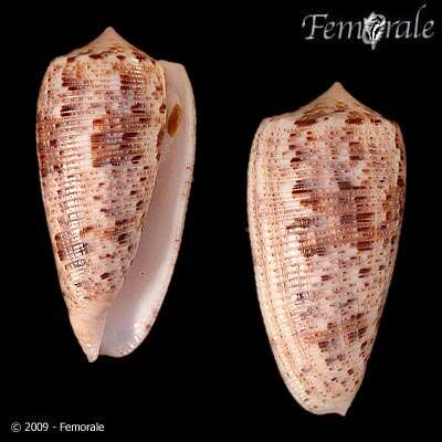 صورة Conus Linnaeus 1758