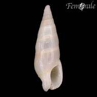 Image of dovesnail