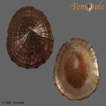 Image of Nacellidae Thiele 1891