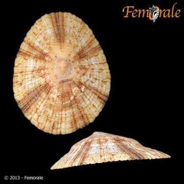 Image of variable limpet