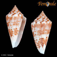 Image of cone snails