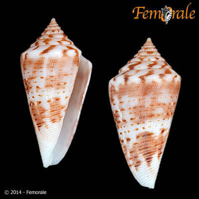 Image of cone snails