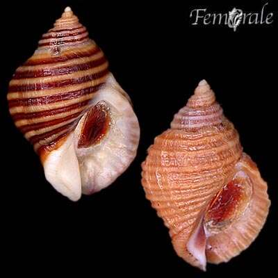 Image of dog whelks