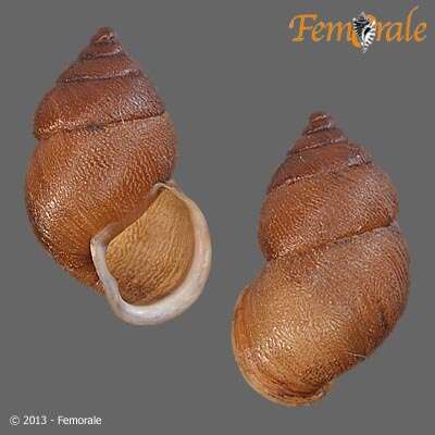 صورة Buliminidae