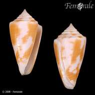 Image of Flame Cone