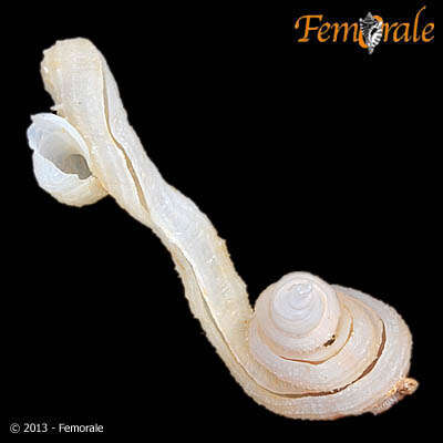 Image of Siliquariidae