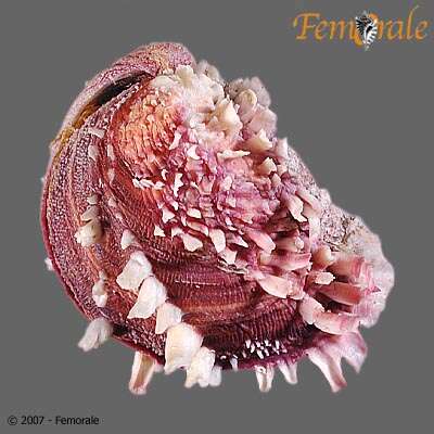 Plancia ëd Chamoidea Lamarck 1809