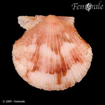 Image of Cryptopecten Dall, Bartsch & Rehder 1938