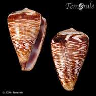 Image de Conus crotchii Reeve 1849