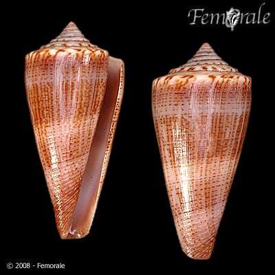 Image of <i>Conus furvus albicans</i> Sowerby 1857