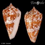 Conus amadis Gmelin 1791的圖片