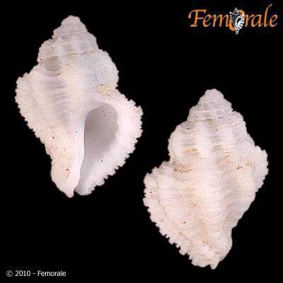 صورة Coralliophila nux (Reeve 1846)