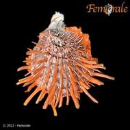 Image of Spondylus zonalis Lamarck 1819