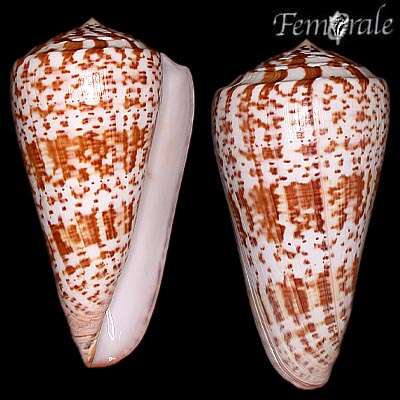 Imagem de Conus Linnaeus 1758