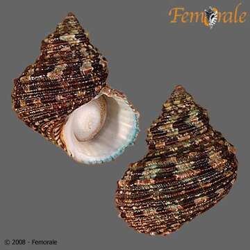 Image of turban snail