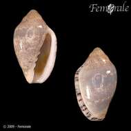 Image of Marginella ornata Redfield 1870