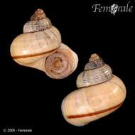 صورة Pomatiidae