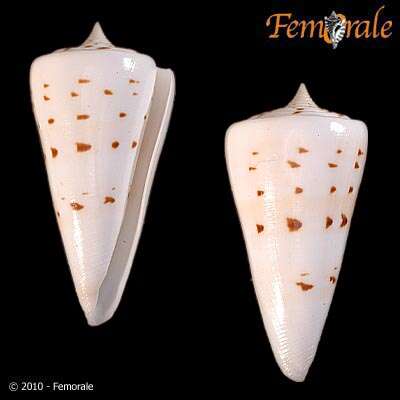 Image of cone snails