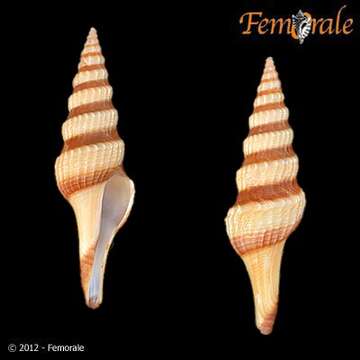 Fusiturridae Abdelkrim, Aznar-Cormano, Fedosov, Kantor, Lozouet, Phuong, Zaharias & Puillandre 2018 resmi