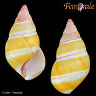 Image of Orthalicidae